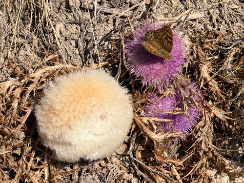 Pine Thistle