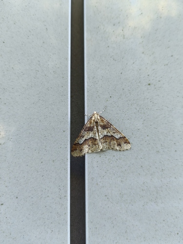 Mottled Umber
