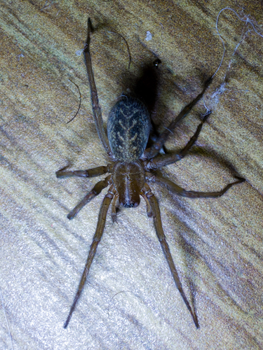 Hobo Spider
