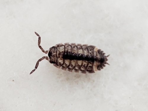 Common Shiny Woodlouse