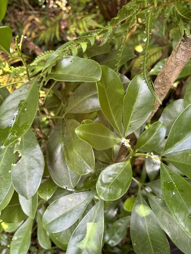 Melicope triphylla observed 2026-09-09