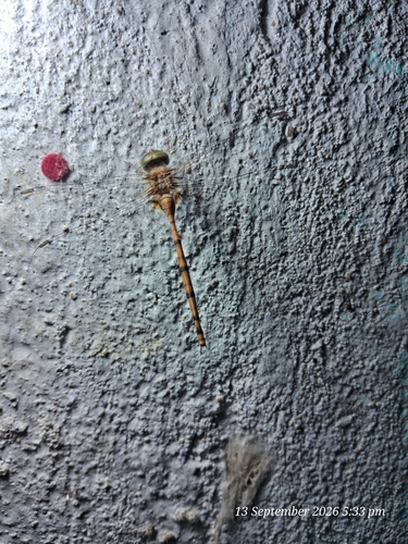 Dingy Dusk-darter