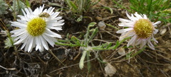 Erigeron caespitosus