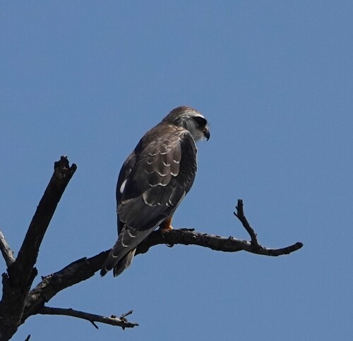 African Black-winged Kite