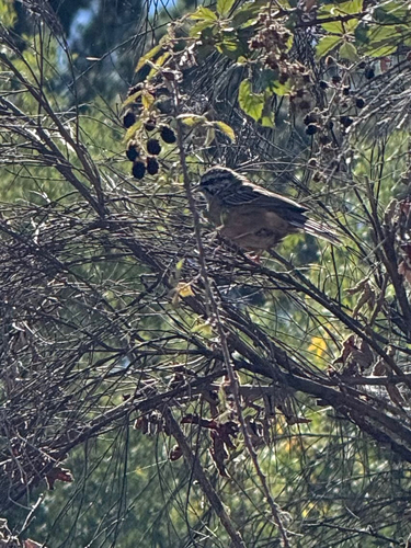 Rock Bunting