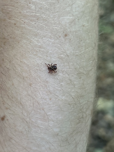 Ornate Cow Tick