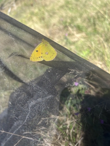 Clouded Yellow