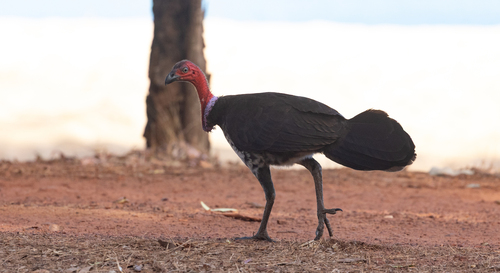 Purple-pouched Brushturkey