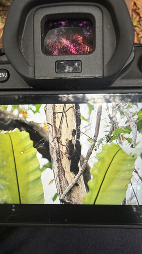 Reinwardtipicus validus observed 2026-09-16