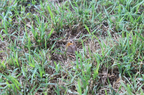 Meadow Brown