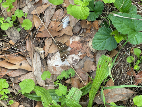 Speckled Wood