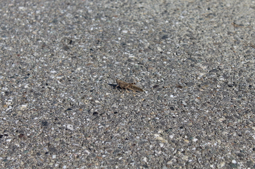 Migratory Locust