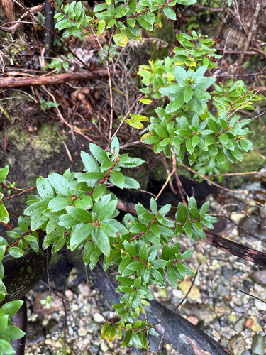 Gaultheria rupestris observed 2026-09-15