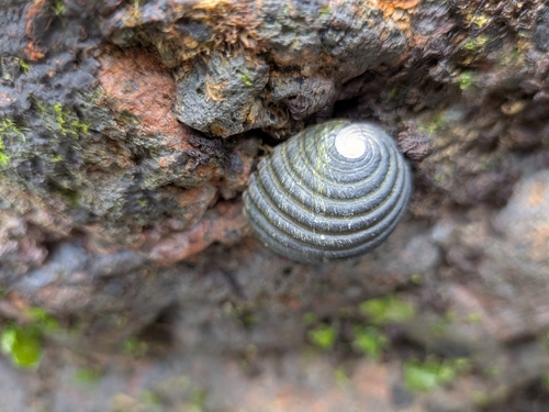 Nerita costata observed 2026-09-16