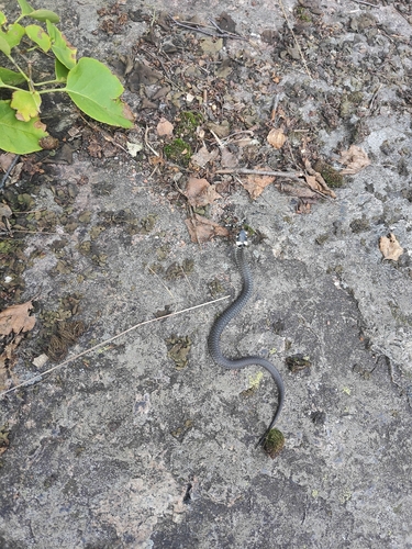grass snake