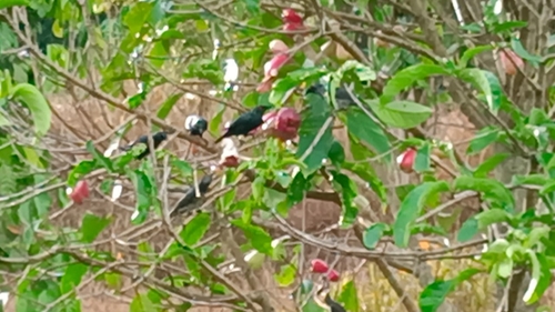 Asian Glossy Starling