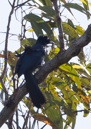 Phonygammus keraudrenii observed 2026-09-16