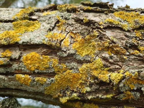 Common Sunburst Lichen