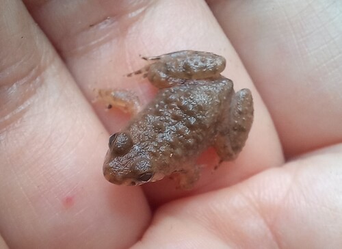 Occidozyga martensii observed 2026-09-13
