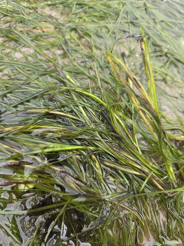 Eelgrass