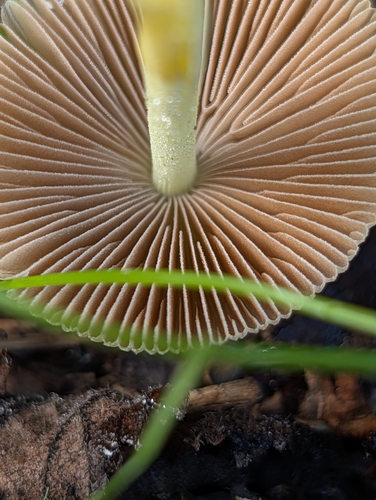 yellow fieldcap