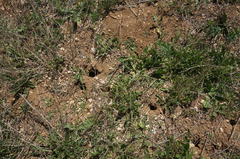 Spermophilus pygmaeus