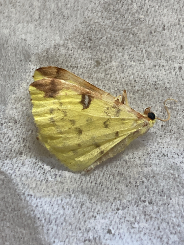 Brimstone Moth