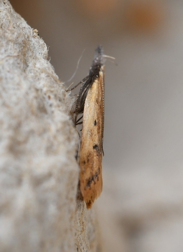 Alfalfa Leaf Tier