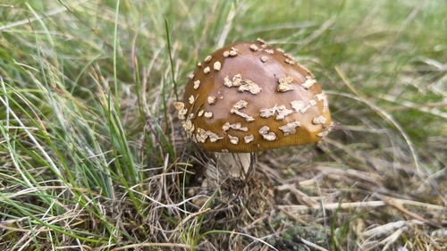 Royal fly agaric