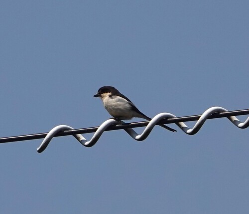 Southern Fiscal