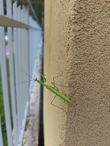 European Mantis