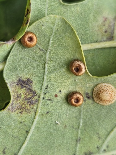 Silk-Button Spangle Gall Wasp