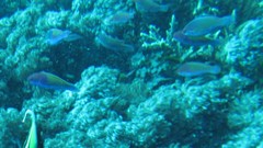 Cirrhilabrus chaliasi