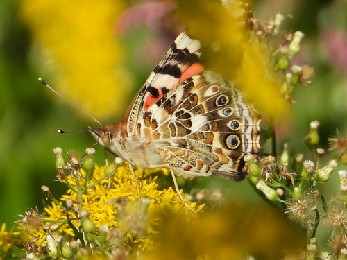 Painted Lady