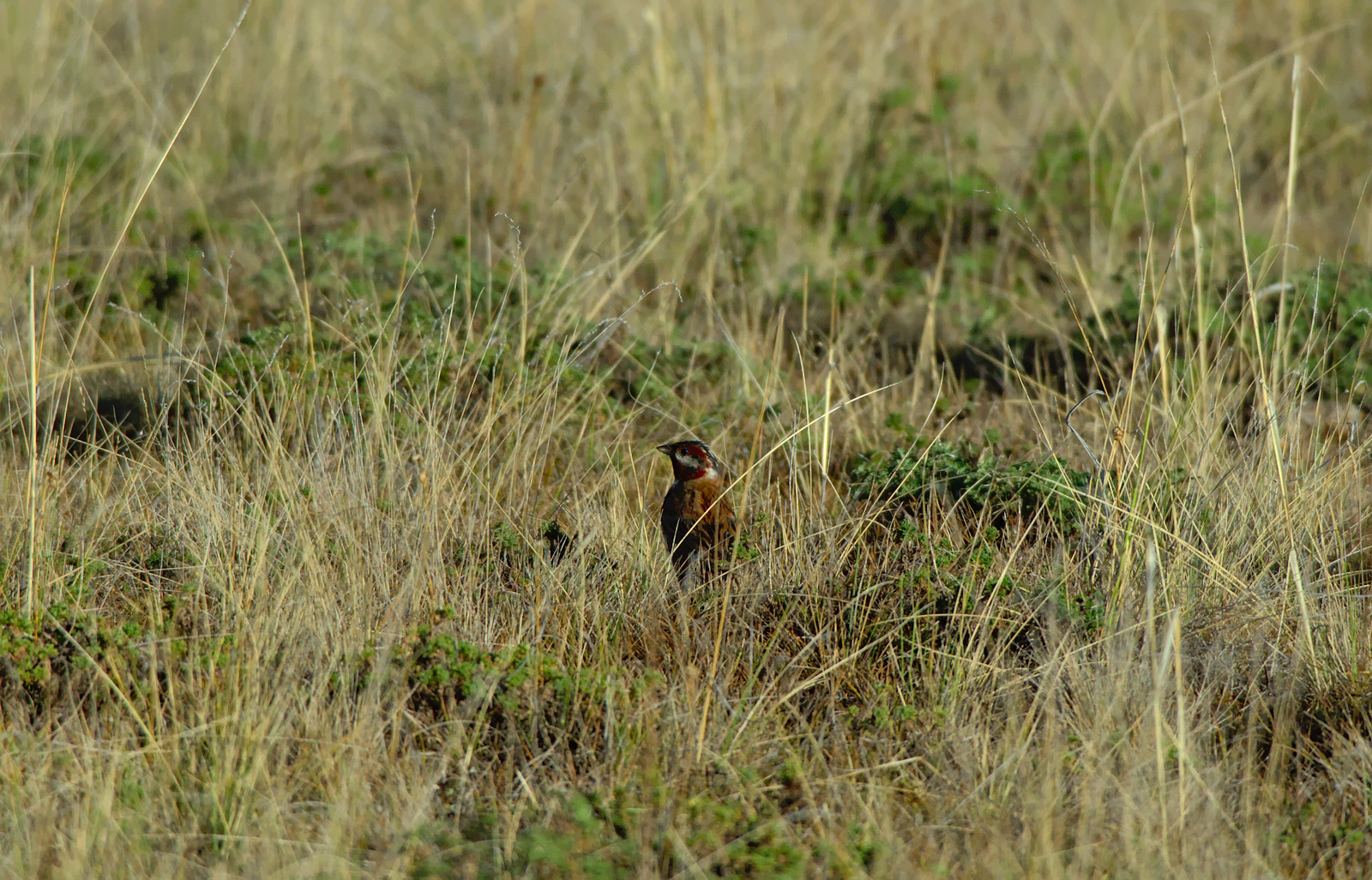 Pine Bunting