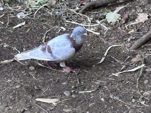 Feral Pigeon