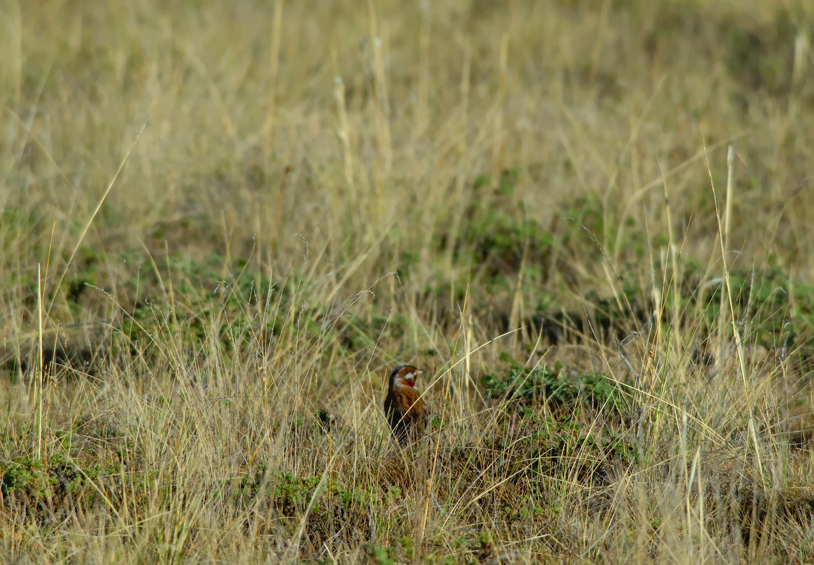 Pine Bunting