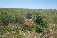 Spermophilus pygmaeus