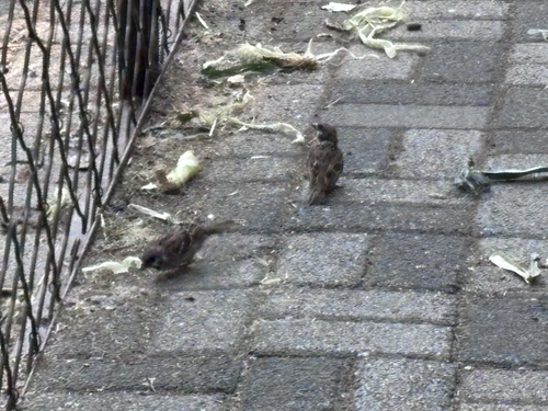 Eurasian Tree Sparrow