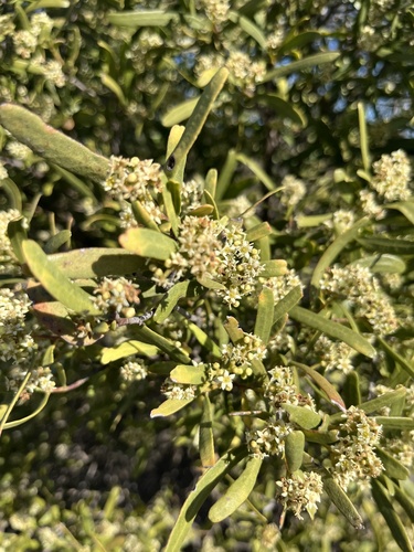 Oil Bush