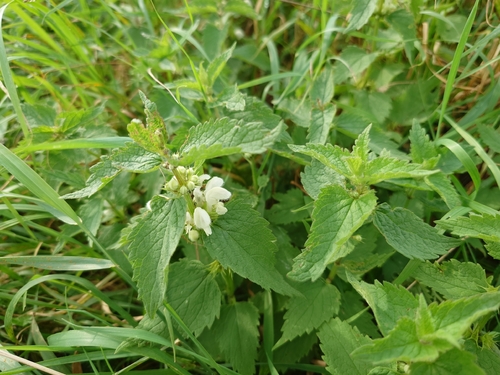 White deadnettle