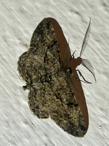 Willow Beauty
