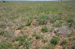 Spermophilus pygmaeus