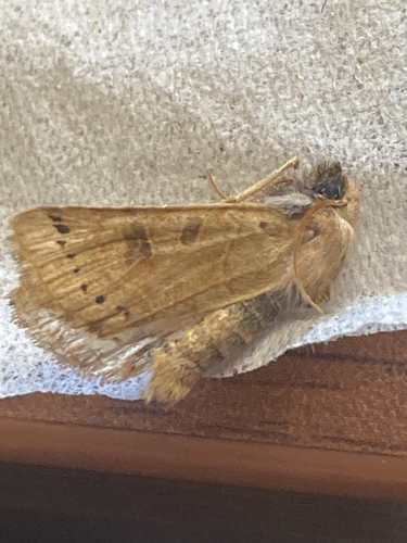 Lunar Underwing