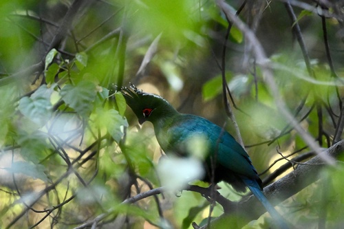 Schalow's Turaco