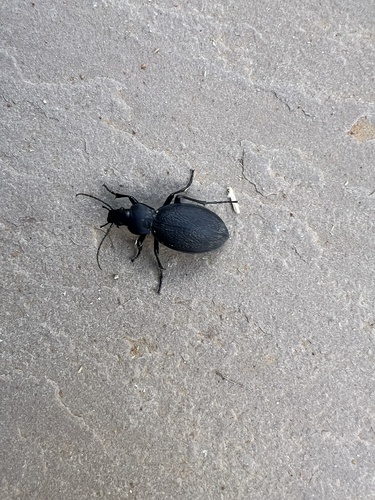 Leather Beetle