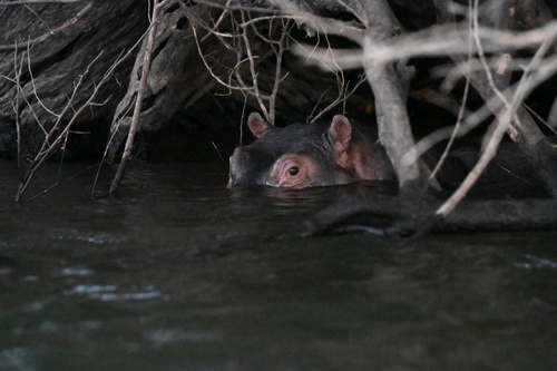 Common Hippopotamus