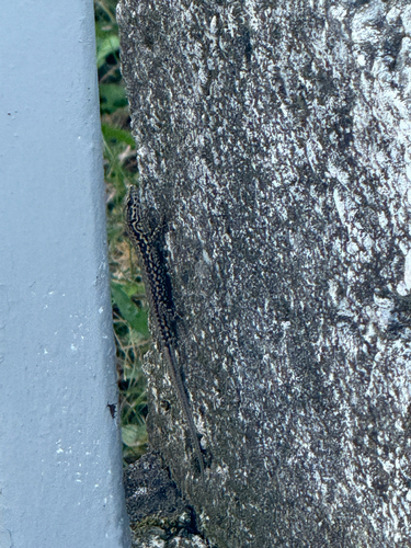 Common Wall Lizard