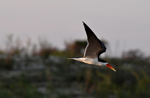 African Skimmer