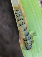 Neuranethes spodopterodes